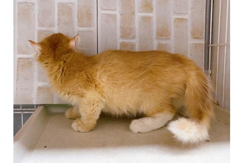 成約済の東京都のその他の猫種-18915の3枚目