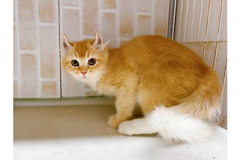 成約済の東京都のその他の猫種-18915の2枚目