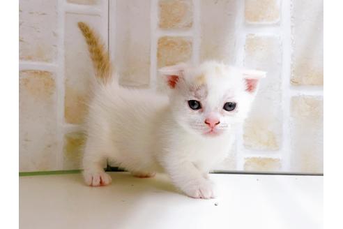 成約済の東京都のマンチカン-21070