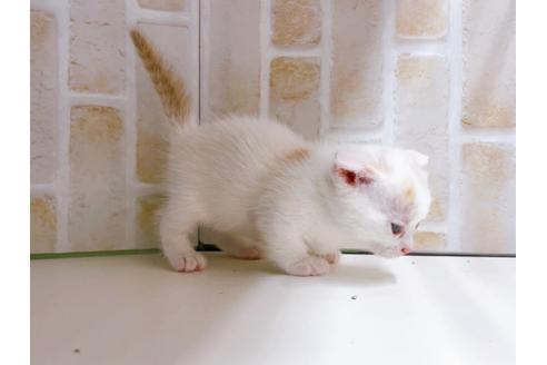 成約済の東京都のマンチカン-21070の8枚目