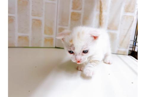 成約済の東京都のマンチカン-21070の2枚目