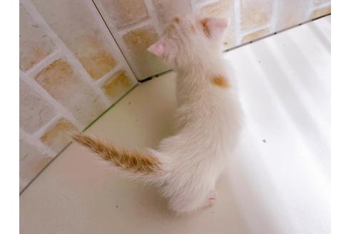 成約済の東京都のマンチカン-21070の5枚目