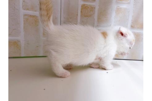 成約済の東京都のマンチカン-21070の6枚目