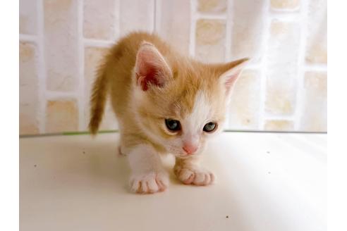 成約済の東京都のマンチカン-21069の3枚目