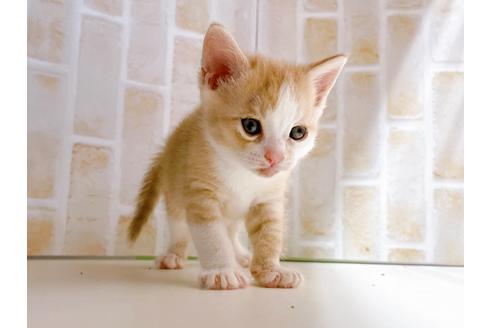 成約済の東京都のマンチカン-21069の4枚目