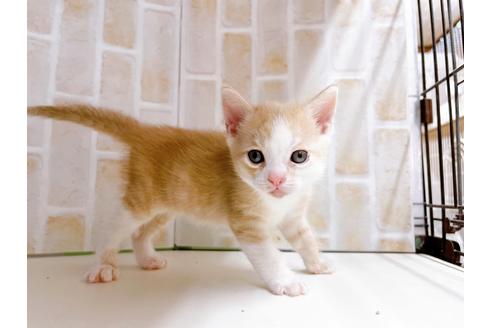 成約済の東京都のマンチカン-21069