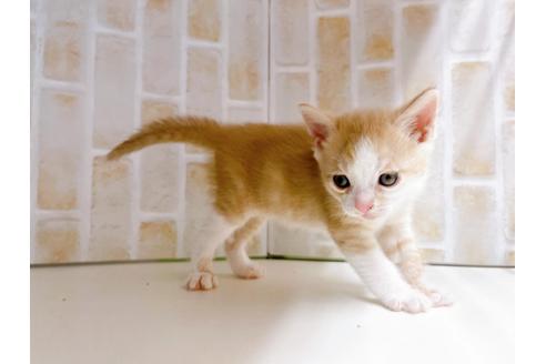 成約済の東京都のマンチカン-21069の5枚目
