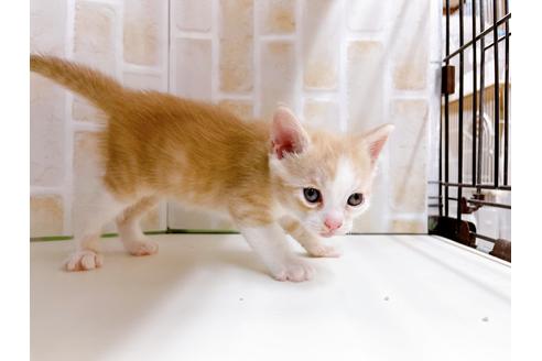成約済の東京都のマンチカン-21069の6枚目