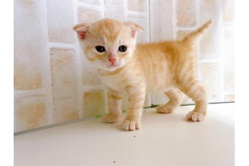 成約済の東京都のマンチカン-21060の1枚目