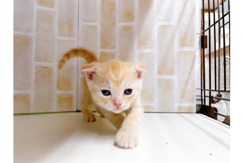 成約済の東京都のマンチカン-21060の7枚目