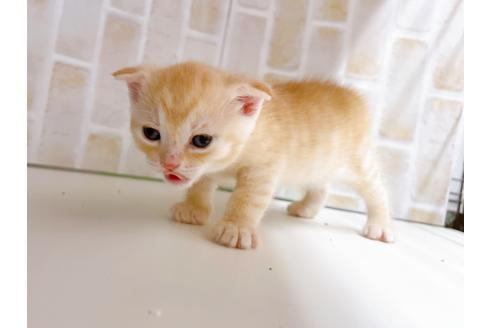成約済の東京都のマンチカン-21060の8枚目