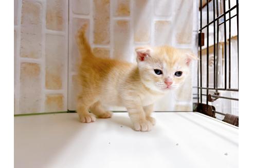 成約済の東京都のマンチカン-21060の2枚目