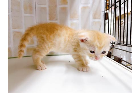 成約済の東京都のマンチカン-21060の3枚目