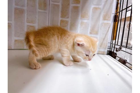 成約済の東京都のマンチカン-21060の4枚目