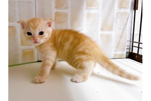 成約済の東京都のマンチカン-21060の5枚目