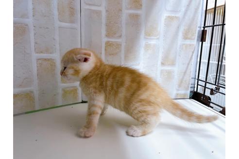 成約済の東京都のマンチカン-21060の6枚目