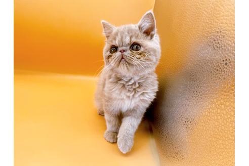 成約済の東京都のエキゾチックショートヘア-21062の16枚目