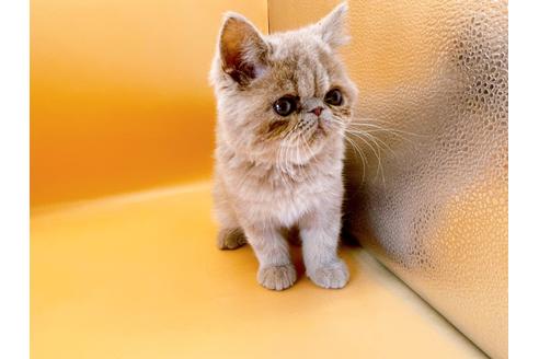 成約済の東京都のエキゾチックショートヘア-21062の8枚目