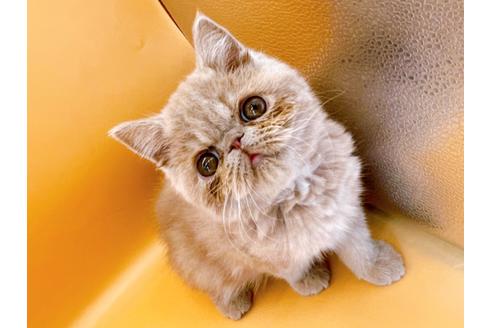 成約済の東京都のエキゾチックショートヘア-21062の1枚目