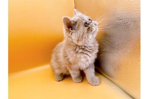 成約済の東京都のエキゾチックショートヘア-21062の13枚目