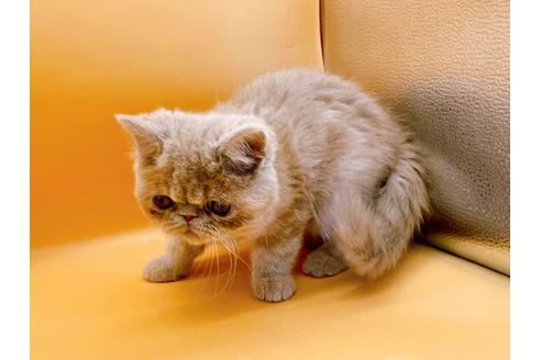 成約済の東京都のエキゾチックショートヘア-21062の14枚目