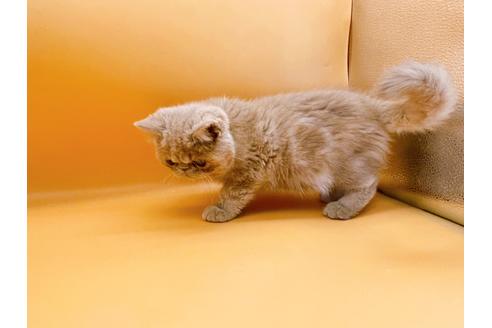 成約済の東京都のエキゾチックショートヘア-21062の11枚目