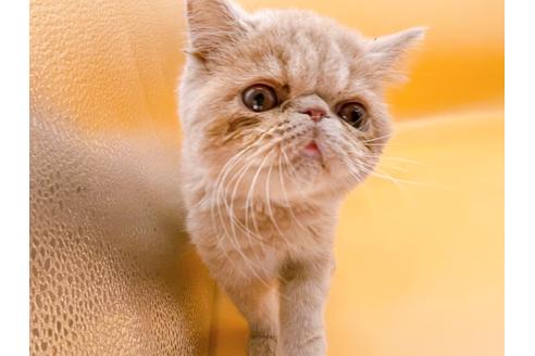 成約済の東京都のエキゾチックショートヘア-21062の3枚目