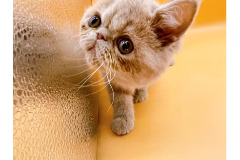 成約済の東京都のエキゾチックショートヘア-21062の2枚目