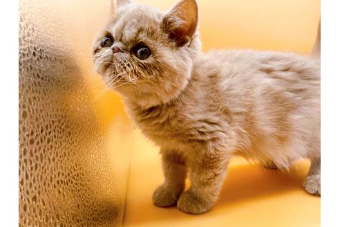 成約済の東京都のエキゾチックショートヘア-21062の4枚目