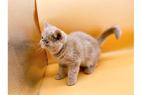 成約済の東京都のエキゾチックショートヘア-21062の6枚目