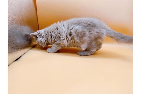 成約済の東京都のエキゾチックショートヘア-21062の7枚目