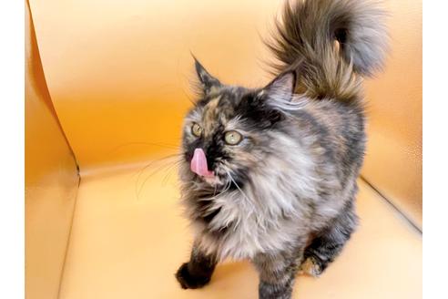 成約済の東京都のサイベリアン-18380の13枚目