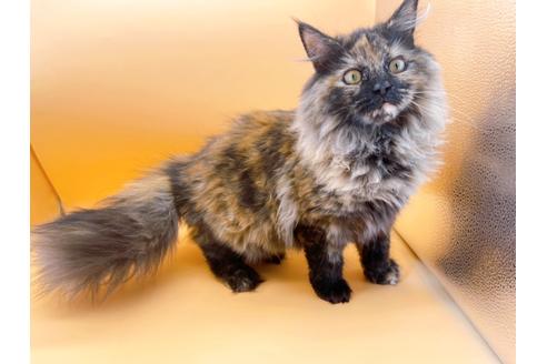 成約済の東京都のサイベリアン-18380の11枚目