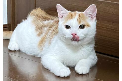 成約済の埼玉県のスコティッシュフォールド-18478の7枚目