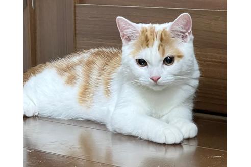 成約済の埼玉県のスコティッシュフォールド-18478の2枚目