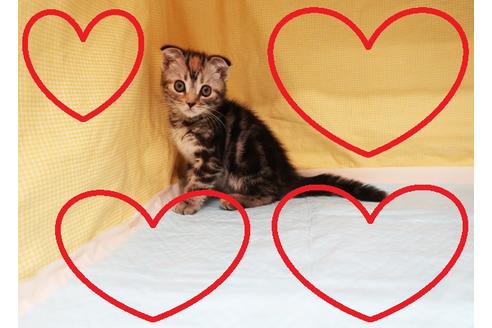 成約済の東京都のマンチカン-21129の1枚目