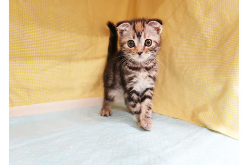 成約済の東京都のマンチカン-21129の3枚目