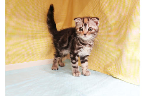 成約済の東京都のマンチカン-21129の2枚目