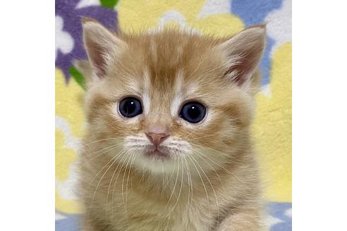 成約済の神奈川県のミヌエット-21002の1枚目