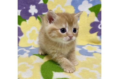 成約済の神奈川県のミヌエット-21002の5枚目