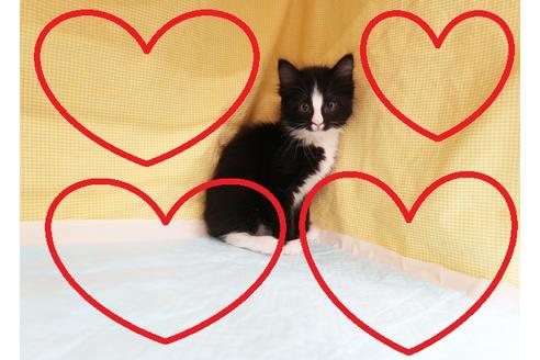 成約済の東京都のサイベリアン-21151の1枚目