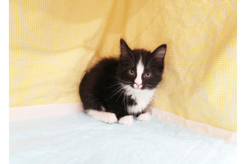 成約済の東京都のサイベリアン-21151の3枚目