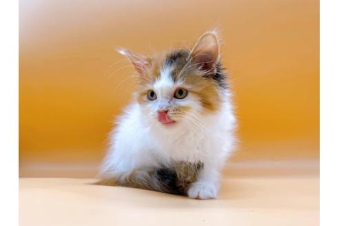 成約済の東京都のマンチカン-21158の7枚目