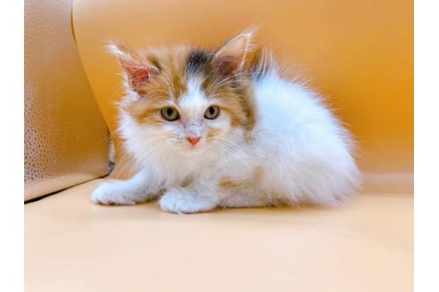 成約済の東京都のマンチカン-21158の8枚目