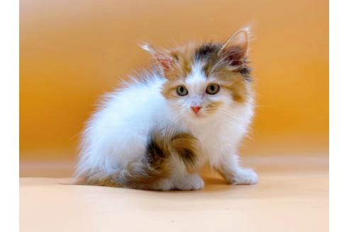 成約済の東京都のマンチカン-21158