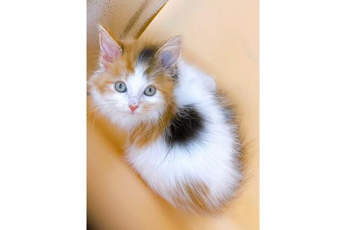 成約済の東京都のマンチカン-21158の2枚目