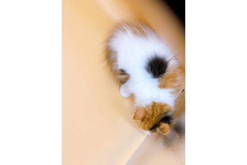 成約済の東京都のマンチカン-21158の3枚目