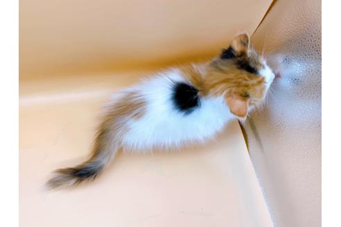 成約済の東京都のマンチカン-21158の4枚目