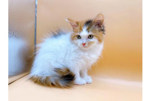 成約済の東京都のマンチカン-21158の5枚目