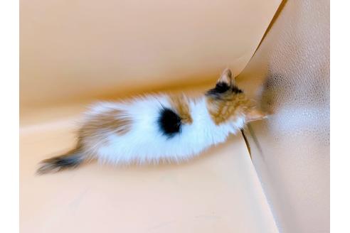 成約済の東京都のマンチカン-21158の6枚目